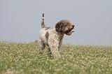 LAGOTTO 072